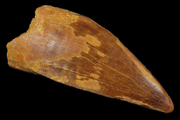 Carcharodontosaurus Tooth - Unusual Cross-Section Shape #121508